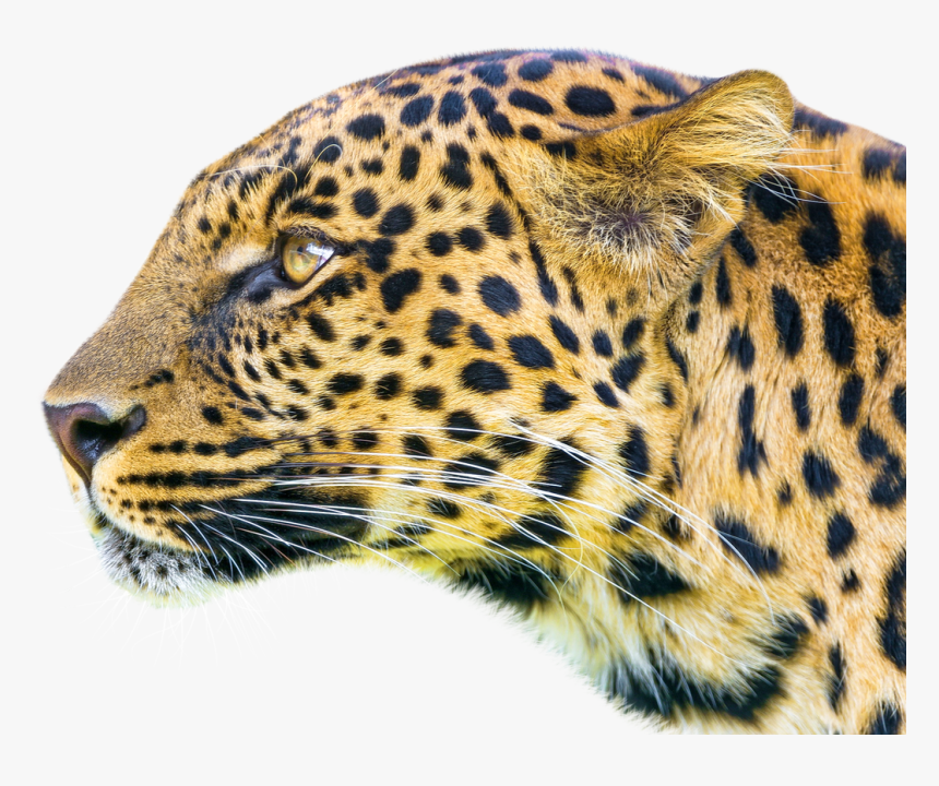 Leopard Png Image, Transparent Png