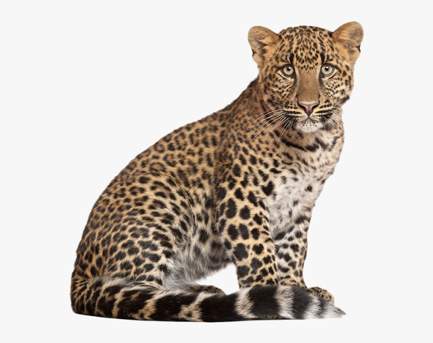 Leopard Png, Transparent Png