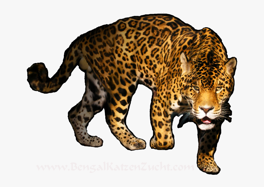 Download Leopard Png Transparent Image For Designing, Png Download