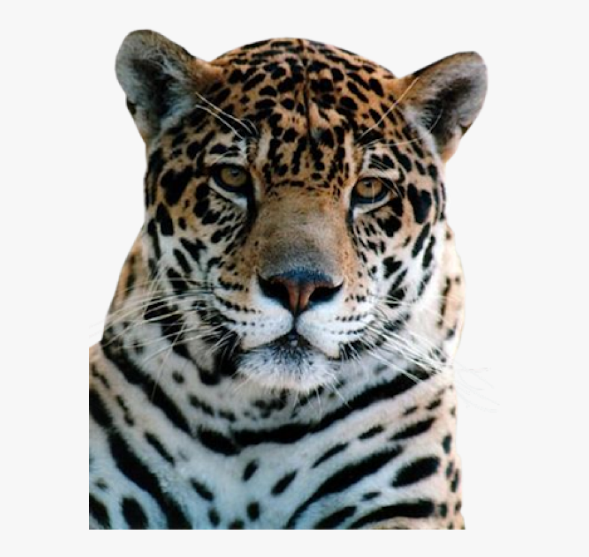 Leopard Png Free Download, Transparent Png