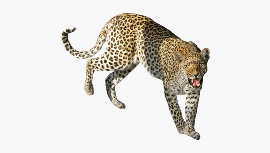 Leopard Png Transparent Images, Png Download
