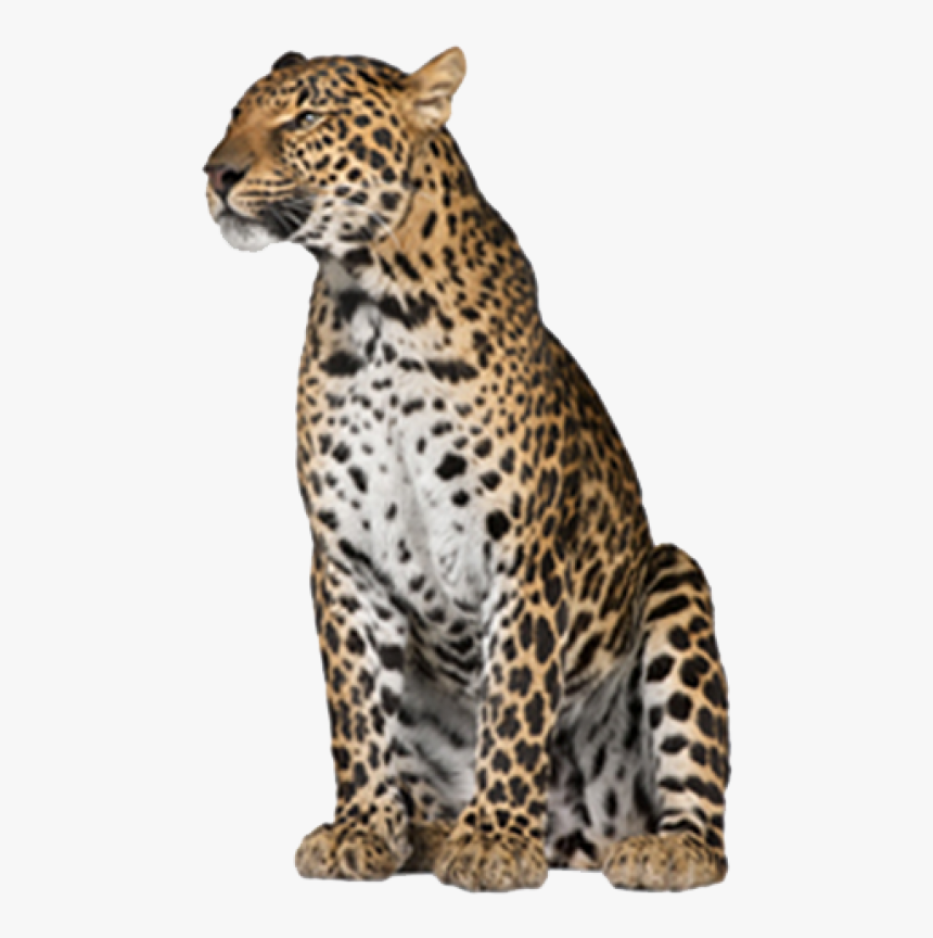 Leopard Png Free Download, Transparent Png