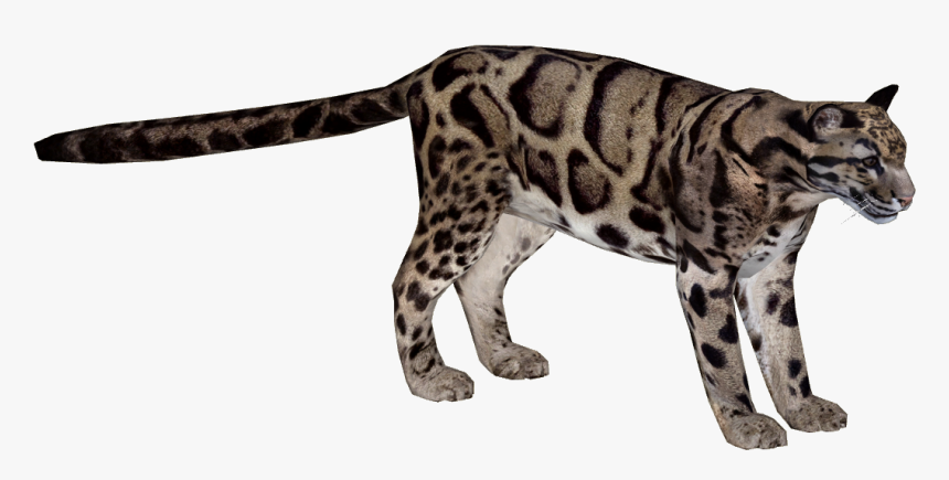 Kitty Leopard, Backgrounds Img, Rating Wallpaper, HD Png Download