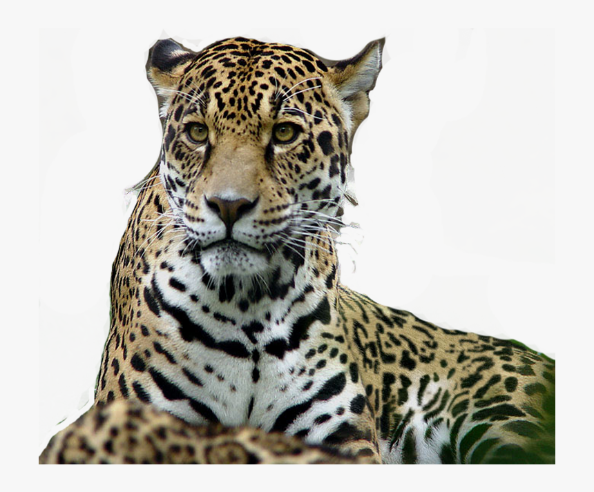 Leopard Tiger Jaguar Lion, HD Png Download