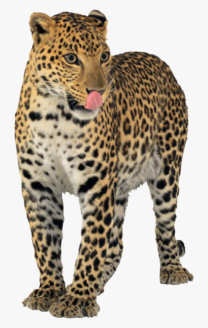 Jaguar Png Images Free - Jaguar Png Transparent, Png Download