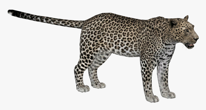 Zoo Tycoon 2 African Leopard, HD Png Download , Transparent Png Image