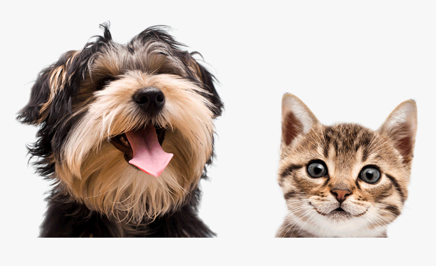 The Importance Of Having - Korean Name For Dogs, HD Png Download