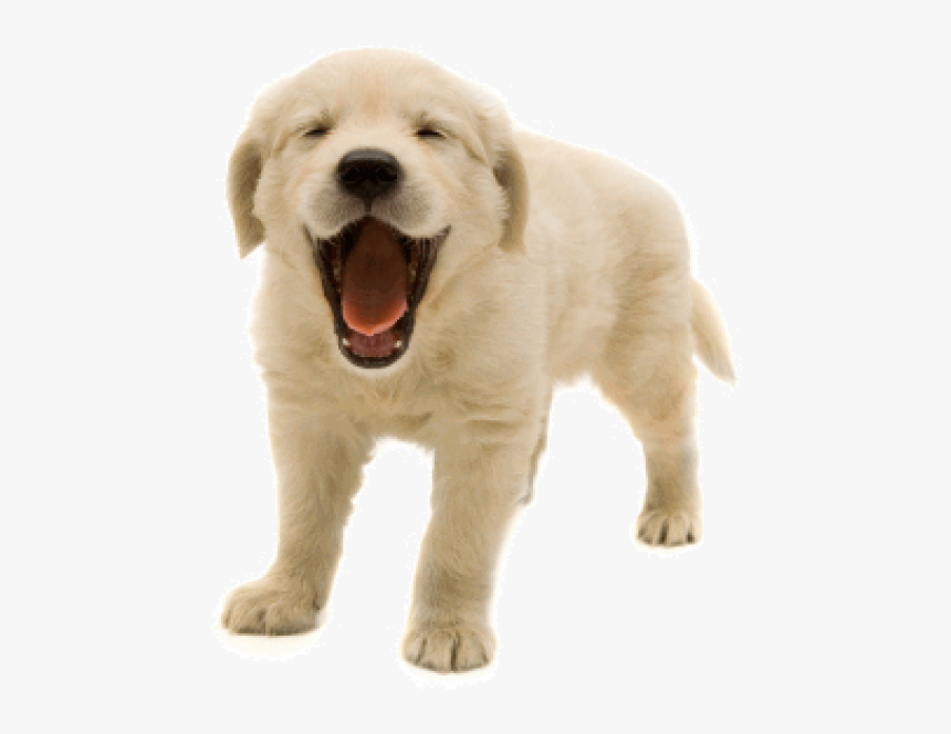 Livestock Guardian Dog - Happy Dogs Png, Transparent Png