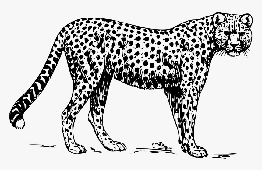 Cheetah Images Black And White, HD Png Download