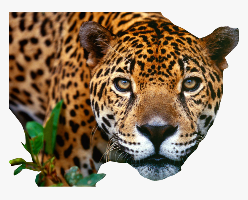 Jaguar Png, Transparent Png