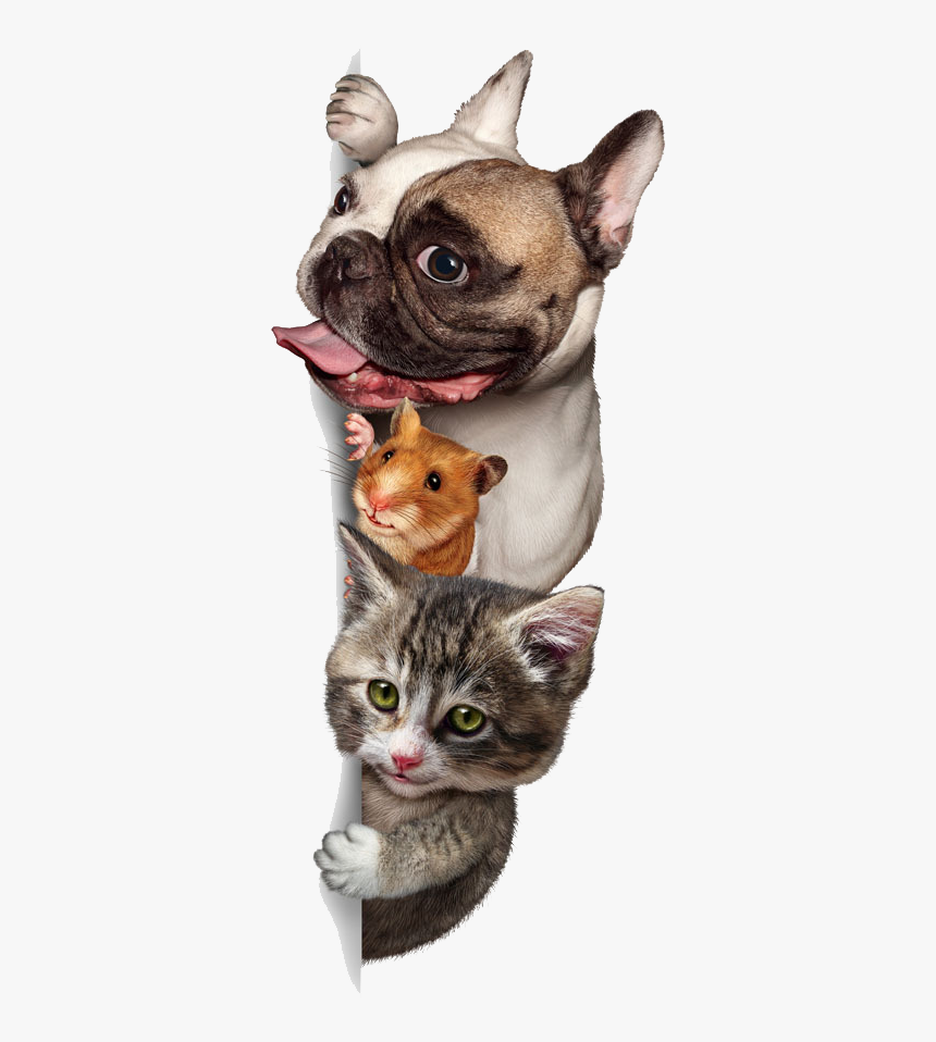 And Cute Sitting Pet Budgerigar Dog Cat Clipart - Dog And Cats Png, Transparent Png