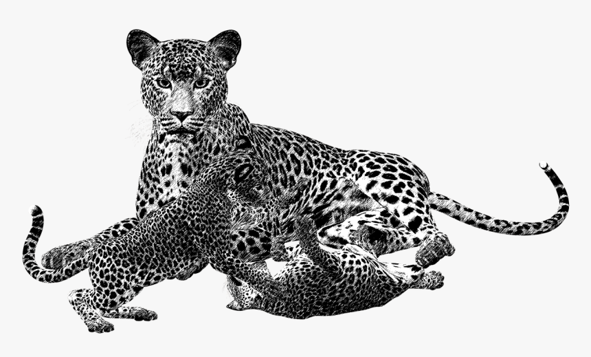 Leopard Png Black And White Transparent Leopard Black - Animales Carnivoros En Blanco Y Negro, Png Download