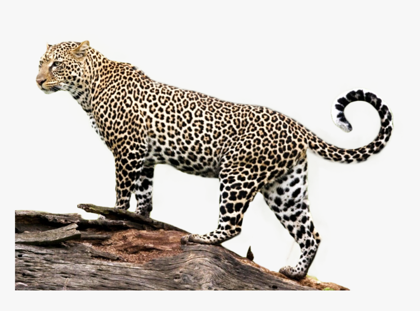 African-leopard - Jaguar Png, Transparent Png