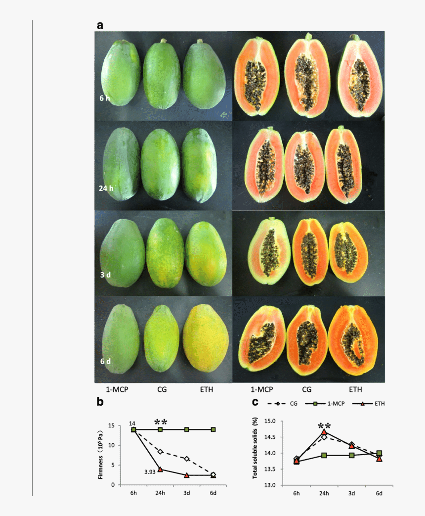 Pickled Cucumber, HD Png Download