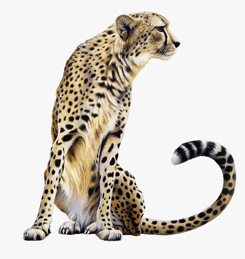 Leopard Transparent Image - Cheetah Png, Png Download
