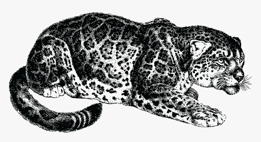 Art,monochrome Photography,carnivoran - Most Dangerous Game Png, Transparent Png