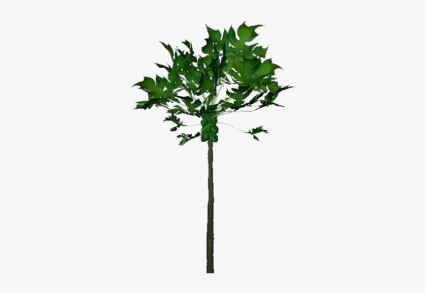 3d Trees - Papaya - Acca Software - Plane, HD Png Download