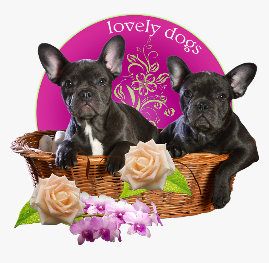 Dogs, French Bulldog, Bulldog, Basket, Isolated - French Bulldog, HD Png Download