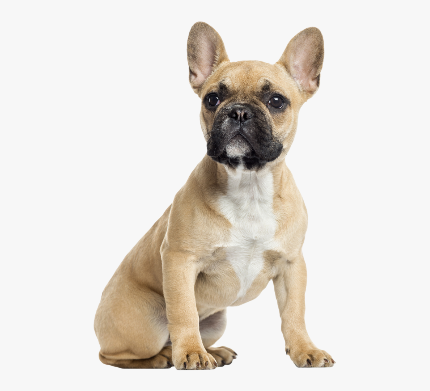 French Bulldog And Chihuahua Together - French Bulldog, HD Png Download
