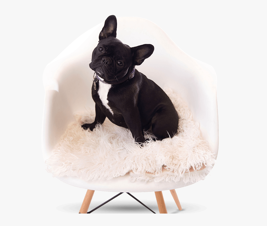 French Bulldog Breeder - French Bulldog, HD Png Download