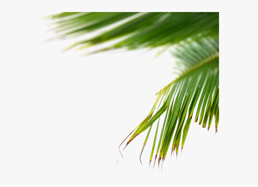 Plants Png, Transparent Png