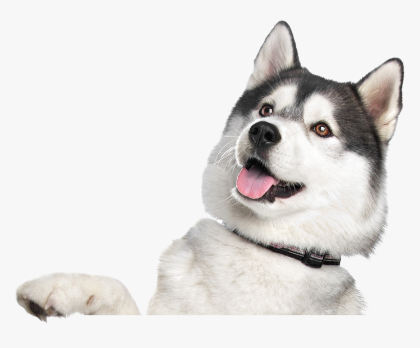 Husky Png - Happy Valentines Day Husky, Transparent Png