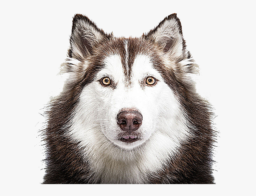 Husky Png - 80 20 Dog Food Uk, Transparent Png