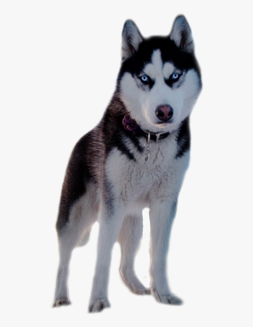 Husky Png - Обои На Телефон Хаски, Transparent Png