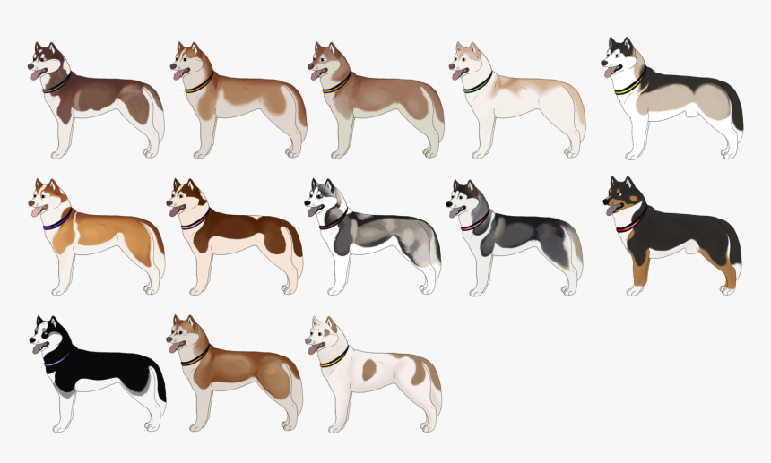 The Siberian Husky Italian Greyhound Pit Bull - Siberian Husky Colori Bianco, HD Png Download