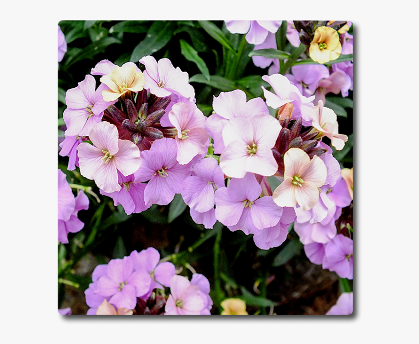 Erysimum Night Sky, HD Png Download