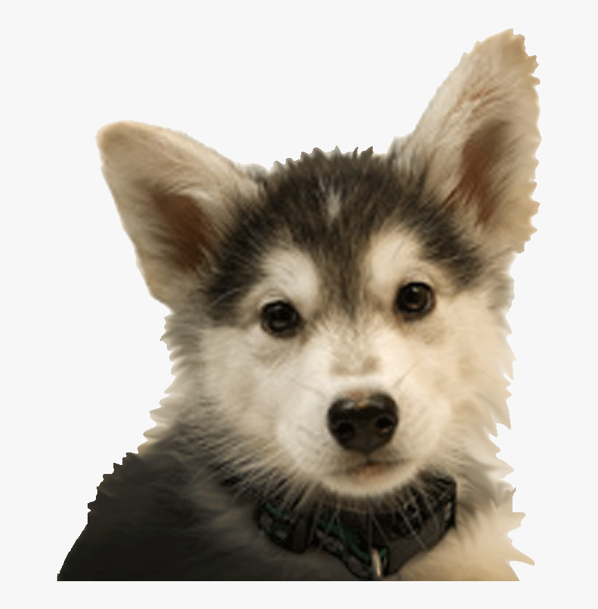 Dogs R=h:gov, HD Png Download