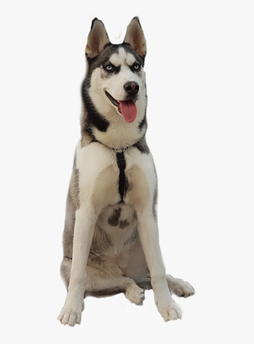 Sticker Challenge Husky Animaleye Dog - Mackenzie River Husky, HD Png Download