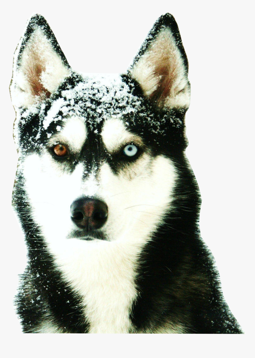 Siberian Husky Odd Eyed, HD Png Download