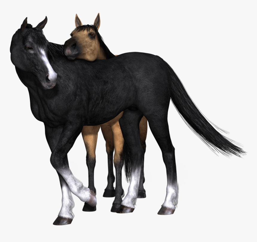 Horses Black Horse Looking Back - Brown And Black Horse Png, Transparent Png