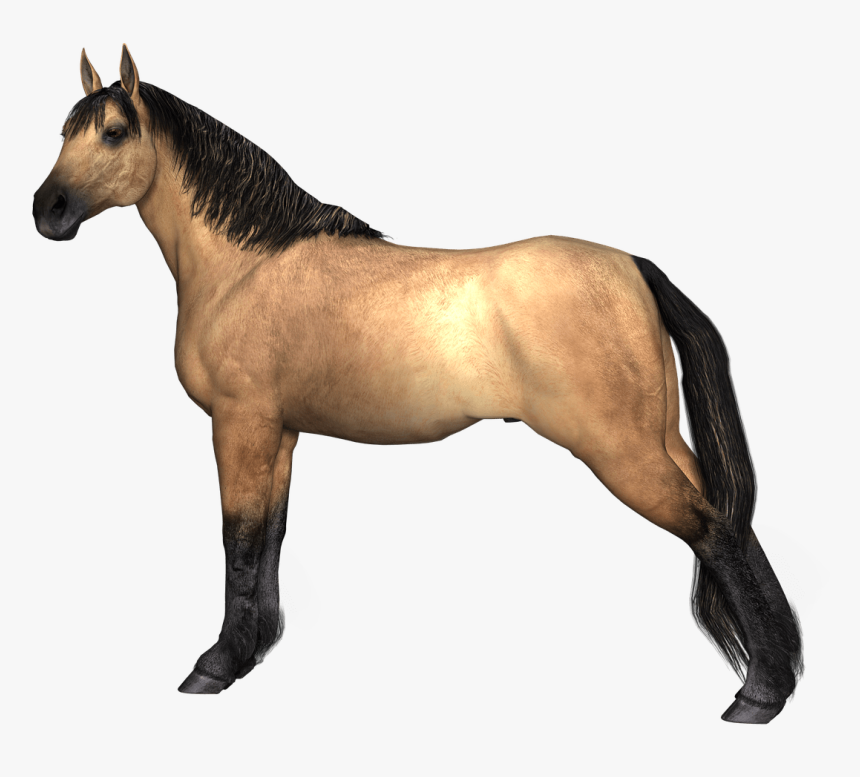 Horses Brown Horse Hind Legs Stretched - Horse Legs Png, Transparent Png
