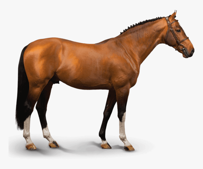 Diesel Gp Du Bois Madame, HD Png Download