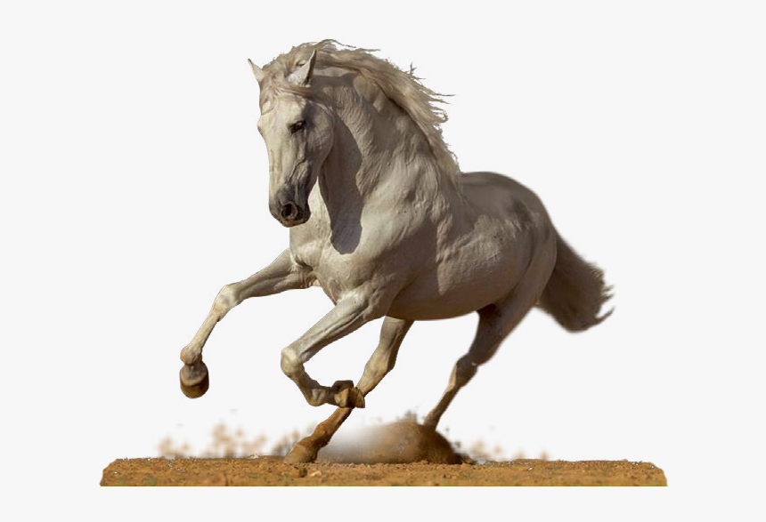 Majestic Horse Png, Transparent Png