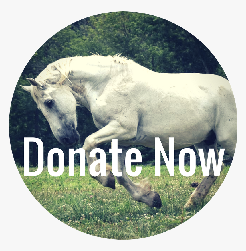 Horses Png - Stallion, Transparent Png