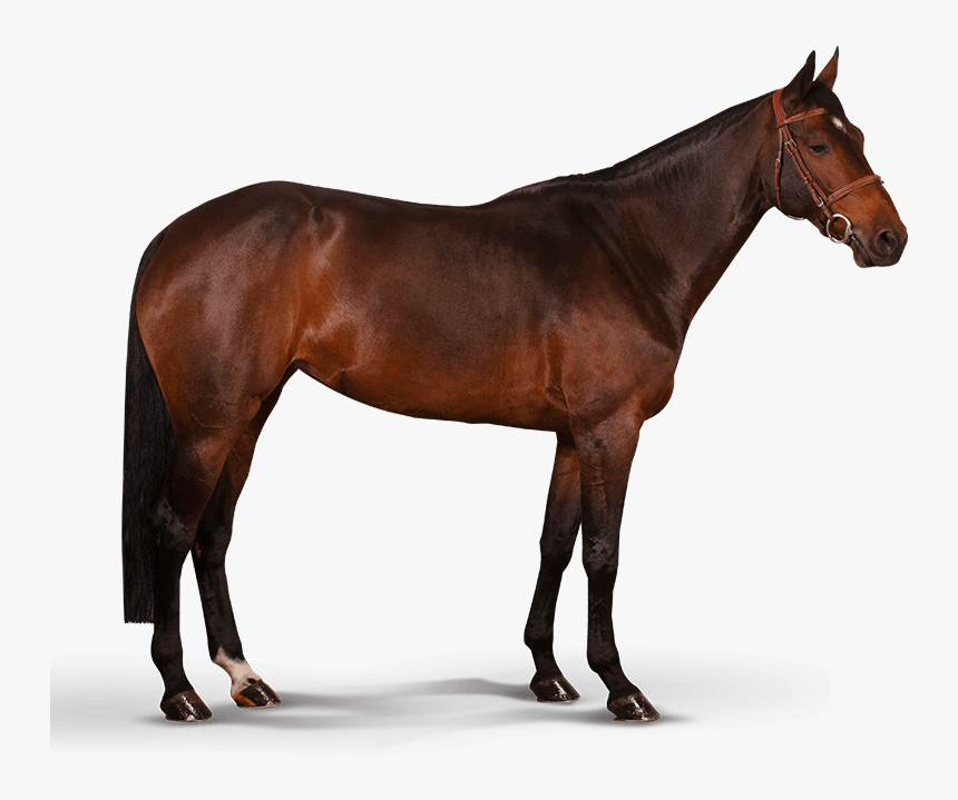 Horse Illustrations - Mustang Rappe, HD Png Download