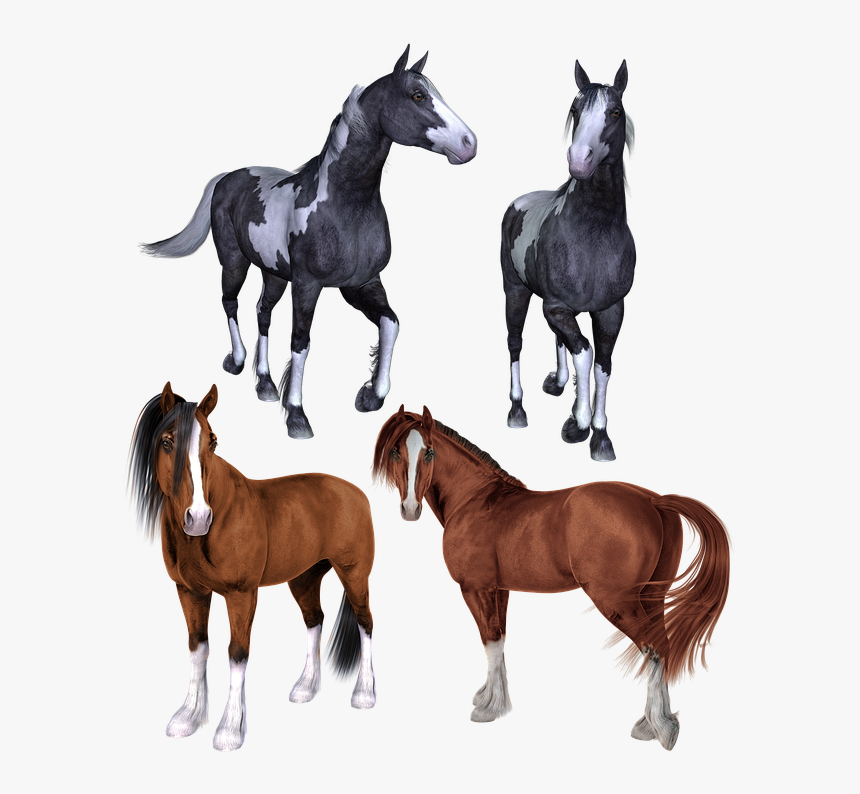 Horse, Horses, Mustang, Pony, Ponies, Pinto, Bay - Horse Mustang Pony, HD Png Download