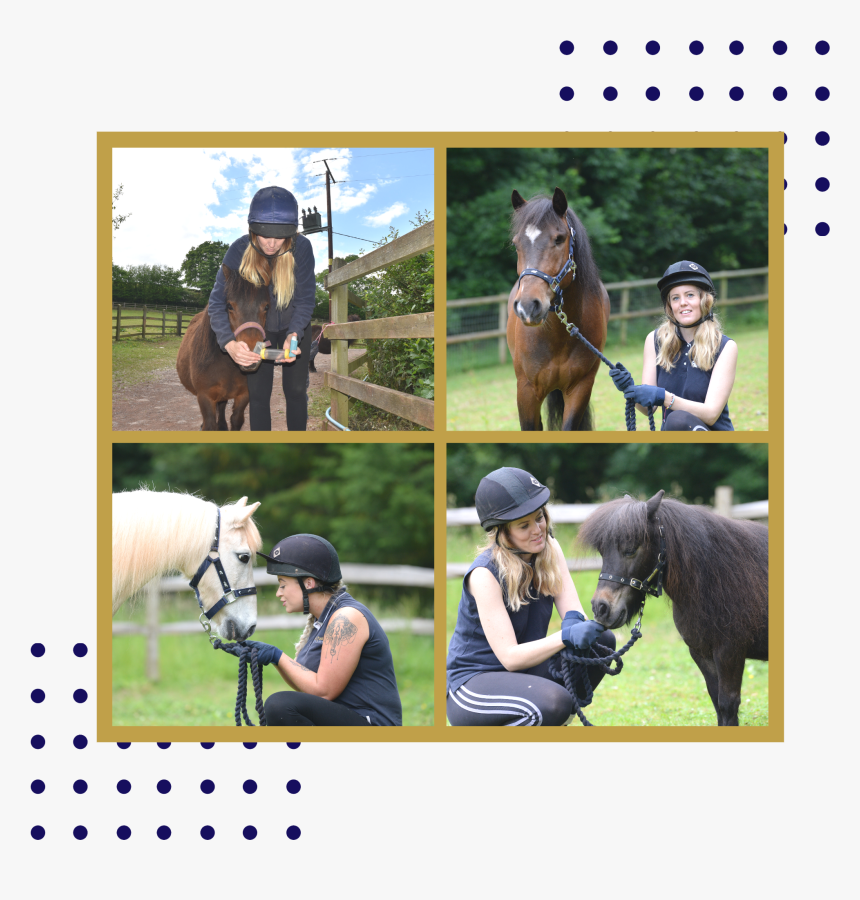 Stallion, HD Png Download