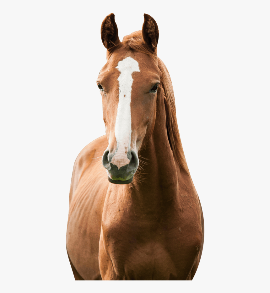 America S Toughest Sheriff - Horse Keeping, HD Png Download