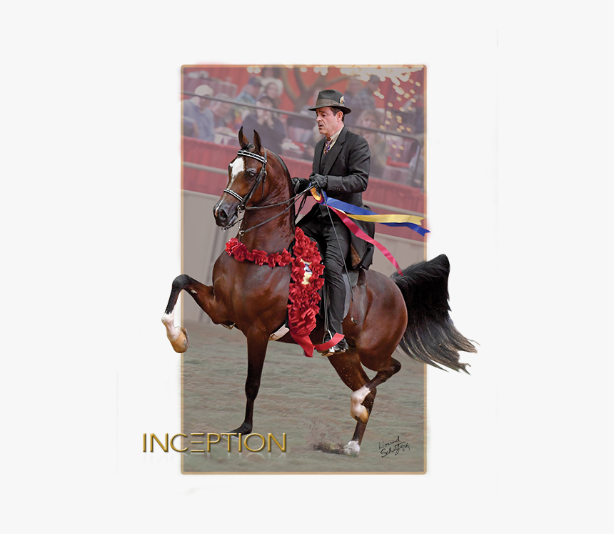 Stallion, HD Png Download