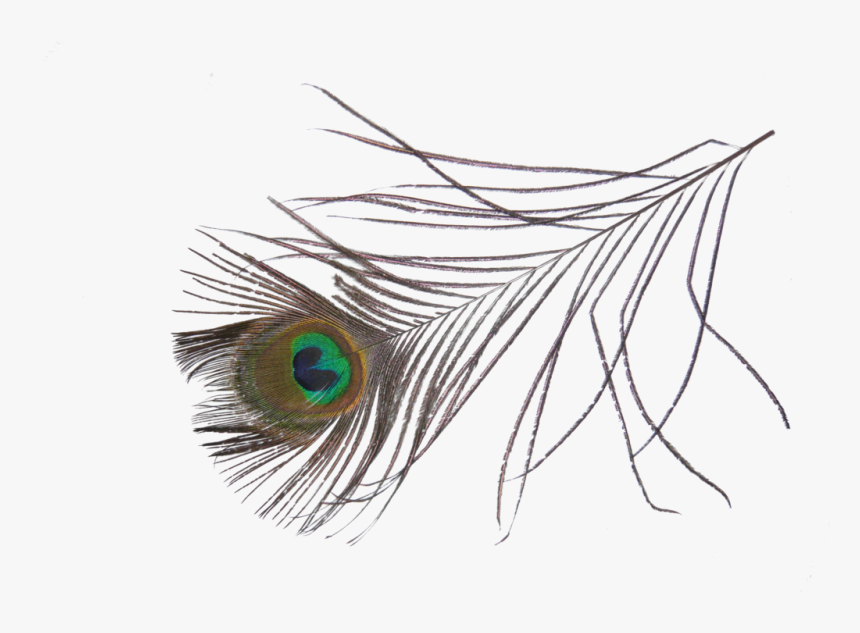 Single Peacock Feather Clip Art - Peafowl, HD Png Download