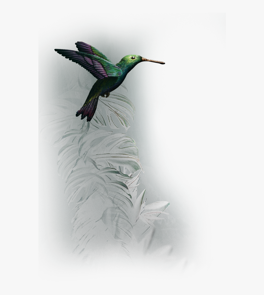 Transparent Single Peacock Feathers Png - Ruby-throated Hummingbird, Png Download