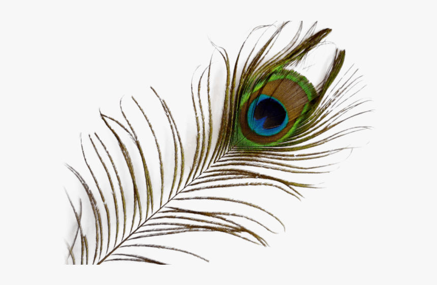 Transparent Background Peacock Feather Png, Png Download
