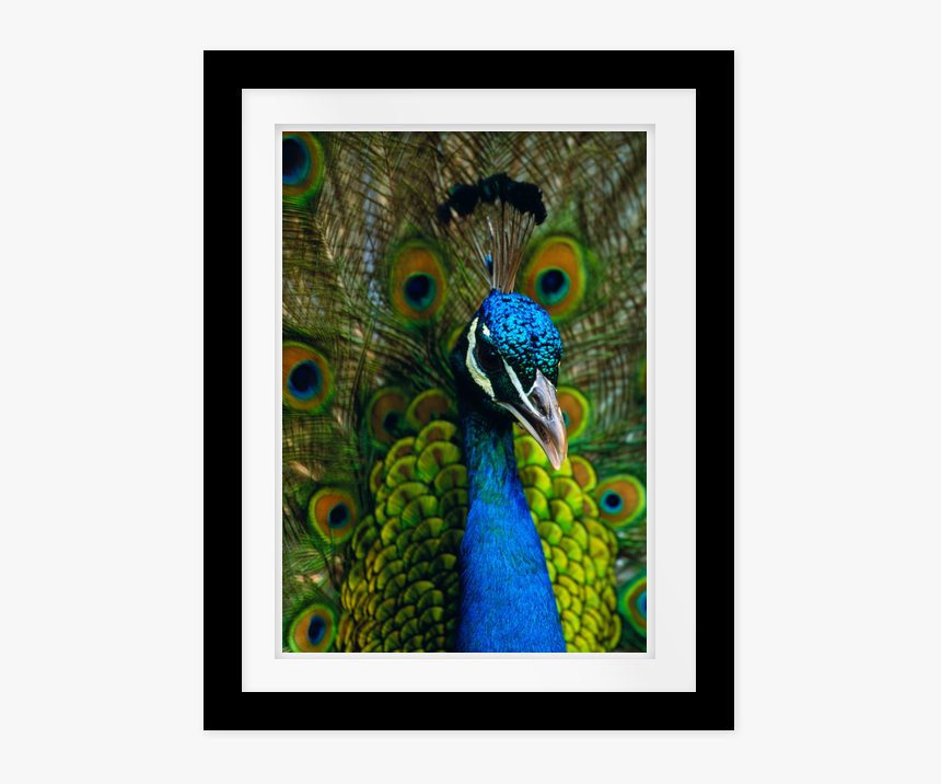Picture Frame, HD Png Download