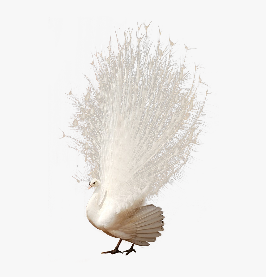 Transparent Bird Feathers Png - White Peacock Png, Png Download