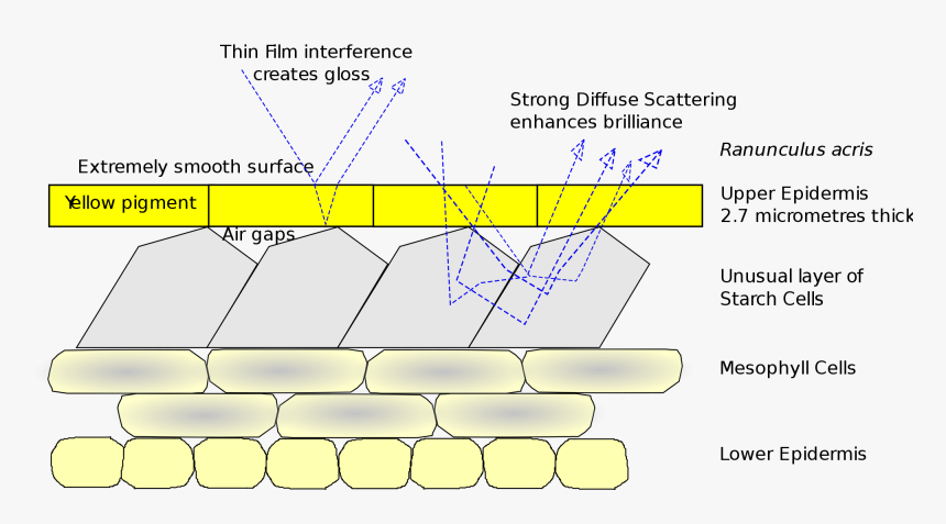 Diagram, HD Png Download