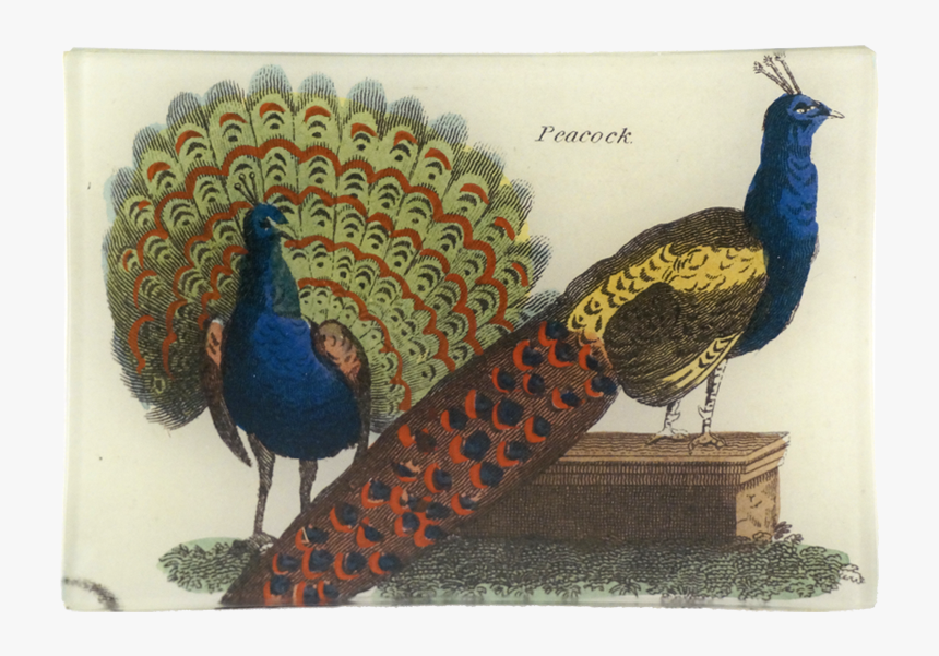 Peafowl, HD Png Download